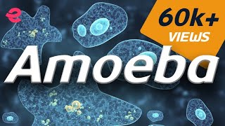 What is An Amoeba  Biology  Extraclasscom [upl. by Hgielram]