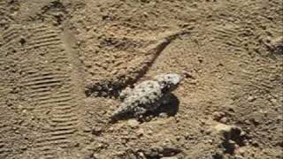 Horned lizard on Cleghorn road [upl. by Cassey77]