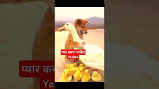 ऐसे करना चाहिए प्यार 🥰 आपको क्या लगता है ये theek है या गलत comment में बताओ funny kawaii dog [upl. by Haek875]