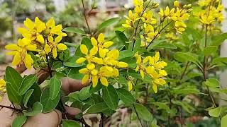 Galphimia gracilisSpray of GoldGold shower plant evergreen shrubHedge plant [upl. by Tailor]