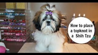 SHIH TZU BARKING  SHIH TZU HOWLING AND BARKING COMPILATION 2016 [upl. by Malvia]