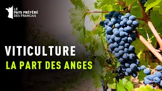 Viticulture La part des anges  Documentaire Gastronomie et Art de vivre  MG [upl. by Hedvah114]