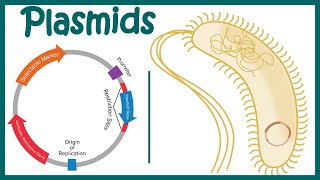 Plasmids  Cloning vectors Plasmids  Why do we use plasmids in RDT  features of a plasmid [upl. by Janette]