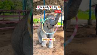 Lande ළදේ Roshan Fernando ytshorts short trending Song Tiktok shortvideo Viral Elephant 🥰🤩 [upl. by Molohs]