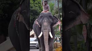 Erattupetta Ayyappan ഇരാറ്റുപേട്ട അയ്യപ്പൻ elephant thechikottukavudevidasan [upl. by Innis]