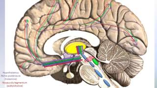 Structures de lencéphale responsables de léveil [upl. by Hanna]