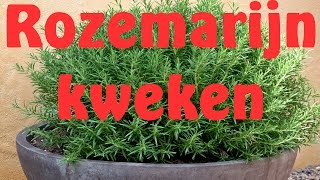 Rozemarijn kweken uit zaad [upl. by Filler822]