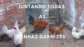 Atualizando minha criaçao de galinhas Garnizé [upl. by Battista]