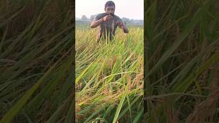 Research trial panicle selection to count gain per panicle🌾rice agriculture phd research shorts [upl. by Hsaniva]