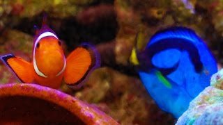 The real Nemo and Dory  Amphiprion ocellaris Clownfish and Paracanthurus hepatus Blue Tangs ᴴᴰ [upl. by Ylenaj256]