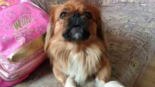 Funny cute pekingese dog [upl. by Airotcivairam]