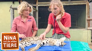 Die geheimnisvolle Raubkatze namens Serval  Reportage für Kinder  Nina und die wilden Tiere [upl. by Teodor]