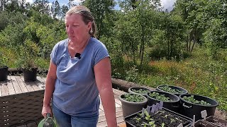 Disappointment in the Garden  Seedling Update  Gardening in Portugal [upl. by Baird]