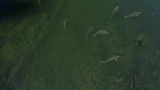 Blowering Dam Drone Carp [upl. by Isoais]