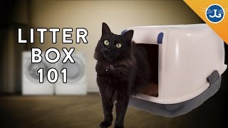 You’re Setting Up Your Litter Box All Wrong [upl. by Elnukeda]