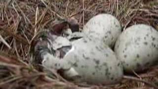 Seagull Chicks Hatching [upl. by Nyre326]