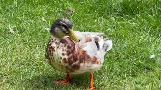 Silver Appleyard Ducklings  Day 44 [upl. by Traver826]