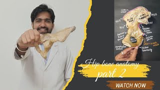 hip bone anatomy part 2 in Hindi  hip bone demonstration  pubis bone  ischium bone clinical [upl. by Aveline]