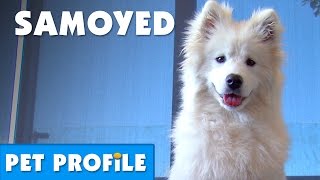 Samoyed Pet Profile  Bondi Vet [upl. by Ytineres]