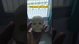 Fetal skull and sutures youtubeshortsshortvideoviralvedio [upl. by Lauro]