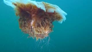 Giant Lions Mane Jellyfish HD Video [upl. by Atinel]