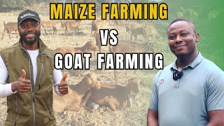 I Left My Maize Farm in Mali to Come Start a Livestock Empire in Ghana [upl. by Dupuy]