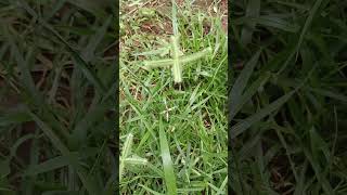 Eleusine indicaGoosegrass of KonaseemaIndian crowfoot grass in the backyard [upl. by Amora]