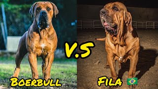 Boerboel VS Fila Brasileiro  Qual o mais valente [upl. by Marpet450]