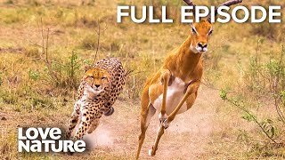 HeartStopping Attacks Lions Leopards Cheetahs  Wild24 Ep301 [upl. by Eimerej]