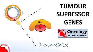 6 Tumour Suppressor Genes Retinoblastoma and the two hit hypothesis p53 [upl. by Galvan]