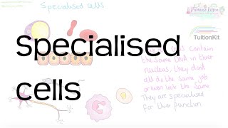 Specialised cells  Revision for Biology GCSE and IGCSE [upl. by Draner345]