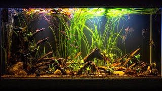 Altum Angelfish Biotope Inspired Aquarium [upl. by Arahsak]