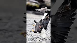 golden eagle vs bald eagle fight  YouTube shorts  tranding video viral eaglefight lovebirds [upl. by Bunting]