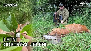 Letni odstrzał jeleni  SUDECKA OSTOJA 622024 deer hunting in poland [upl. by Muns17]