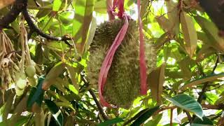 Durian Tree Durio zibethinus [upl. by Toms]