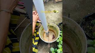 ഡ്രാഗൺ ഫ്രൂട്ട് 🐉നടുന്നത് കണ്ടാലോ 🤔 dragonfruit plants gardening youtube homegardening new [upl. by Trumann]