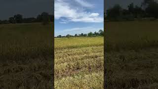 Rice field view ❤️pleasesubscribemychannel [upl. by Ydur]