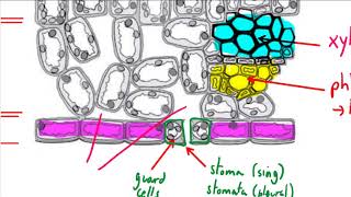 CCEA GCSE Biology Unit 2 Osmosis and plant transport 4 stomata and transpiration [upl. by Dam]