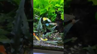 Mi acuario comunitario plantado 😃🐠 viralvideo shorts [upl. by Harty]