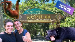 SEPILOK the best sanctuary to see rescued Orangutans up close  Backpacking Borneo 8 of 9 [upl. by Friedly]