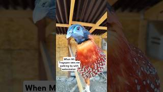 This Temmincks Tragopan Loves Him Some Watermelon birdtrend ytshorts tragopans exoticpheasants [upl. by Sotos452]