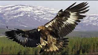 Les Aigles Royaux 1  Oiseaux  Documentaires Animaliers [upl. by Orsini]