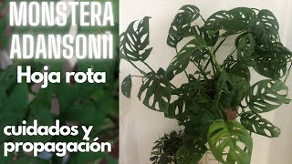 monstera adansonii Hoja rota [upl. by Aicekat]