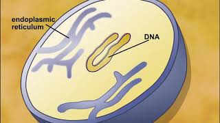 Endosymbiotic Theory of Eukaryotic Cells Origin [upl. by Wivina]