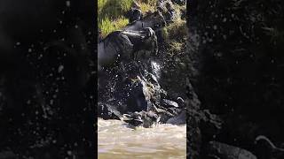 Great Migration  Masai Mara  Kenya  Nikon  Wild Wonders Expeditions [upl. by Ahsyak]