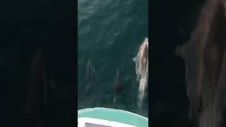 Tekne ile yunus balığı yarışı yunusbalığı dolphin [upl. by Ynahpit]