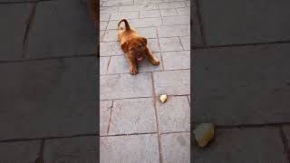 Doggie playing like it doggie doggieshorts doggies puppy puppies doglover dog doggielife [upl. by Fiorenze]