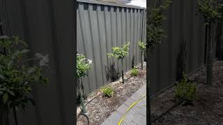 Landscaping Ideas for small frontyard and backyard home landscape garden [upl. by Malin]