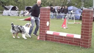 Agility australian shepherd Diesel Jumping [upl. by Olotrab775]