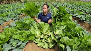 Harvest Large Vegetables Garden Goes to the market sell  Lý Thị Ca [upl. by Enahpets791]